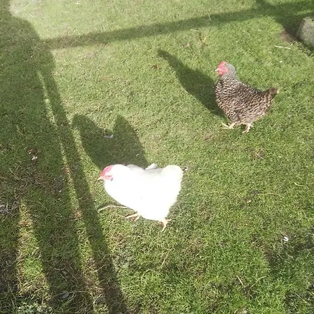 The Wild Atlantic Way Barn ファームステイ *