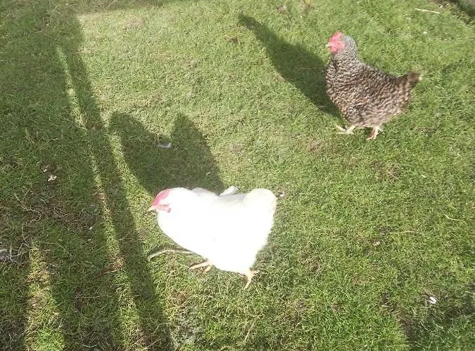 The Wild Atlantic Way Barn Çiftlik konaklama *